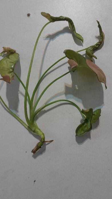 Сингониум, обмен.