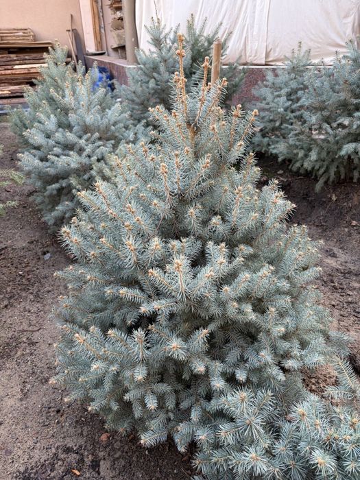 Голубой ель арча сотилади