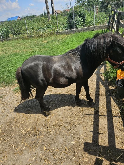 Ponei de vanzare
