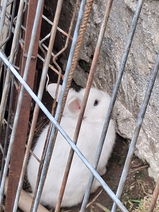 Vând iepuri de rasa