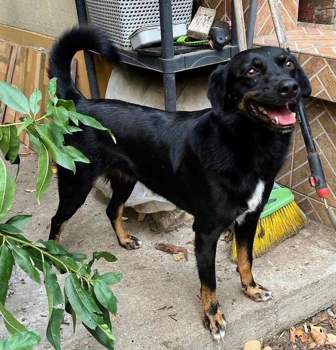 ZUMI, metis talie medie, pui