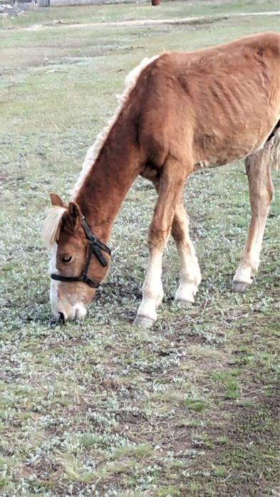 Обмен на баран.
