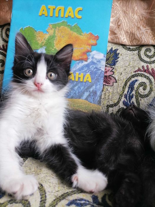 Замурррчательные котята ^. ^
