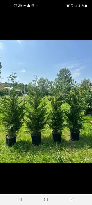 Copaci de vanzare Mesteacăn  Tei Platan Leylandii