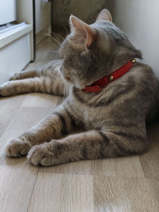 Продаётся с чистокровные британский скотч Страйк