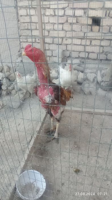 Xoroz sotiladi tulak