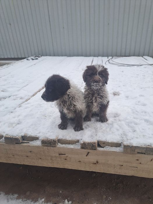 Сабака спаниель руски