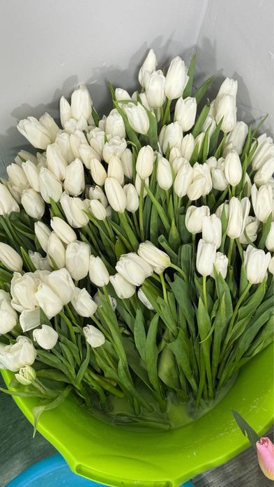 ТЮЛЬПАНЫ 800тг местные 60см