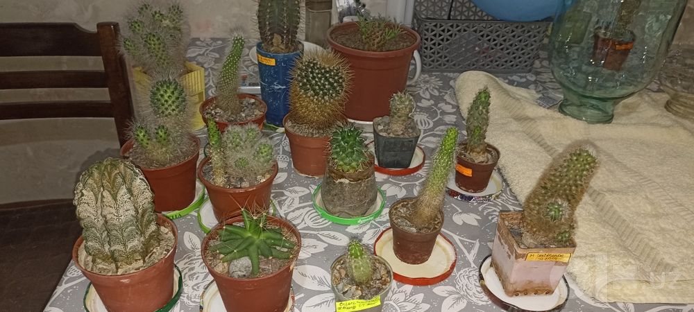 Продаю кактусы разных видов