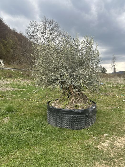 Maslini seculari si bonsai de vanzare
