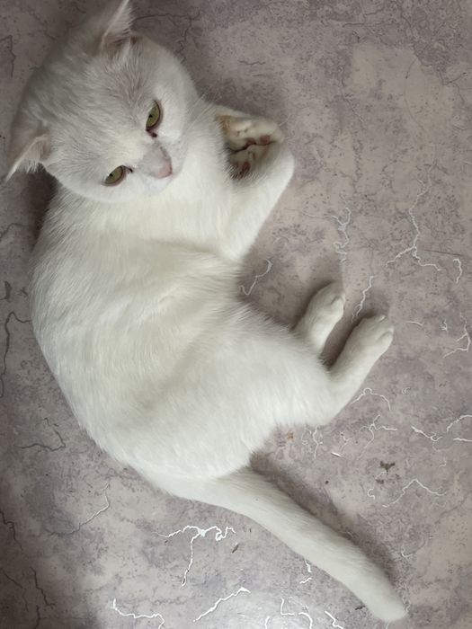 Продаю кошку хорошая