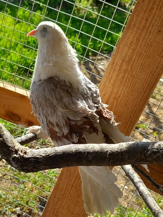 Продават се къдрави гълъби ,гр.Враца