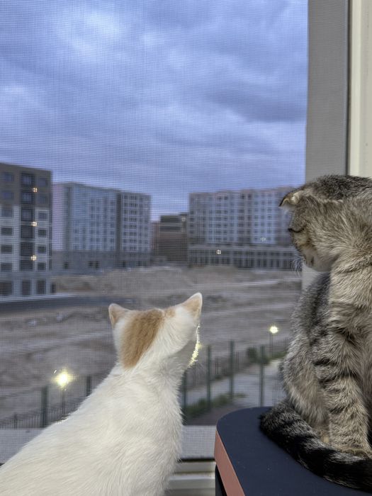 Котенок мальчик 4 мес