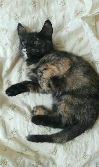Отдам в Добрые руки. Котенок, девочка. 2,5 месяца. Бесплатно.