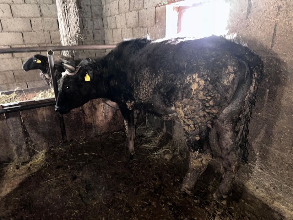 Продам тёлочек 2года