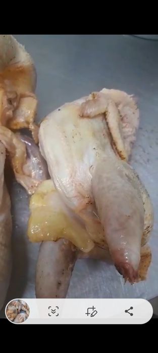 мясо куры домашние