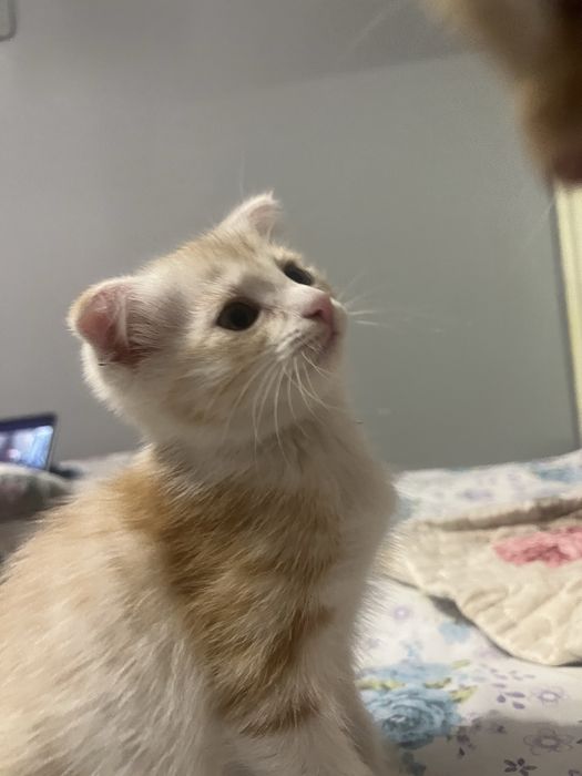 Котенок девочка