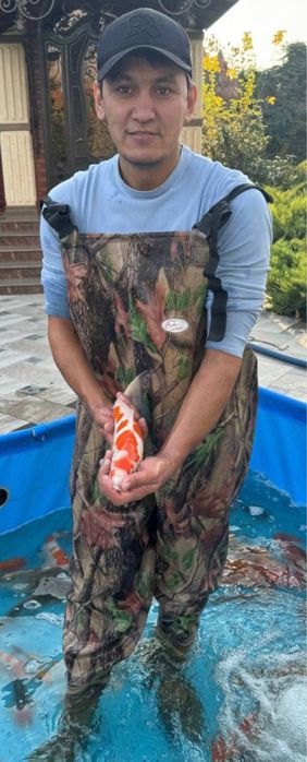 Кои ыба для пруда