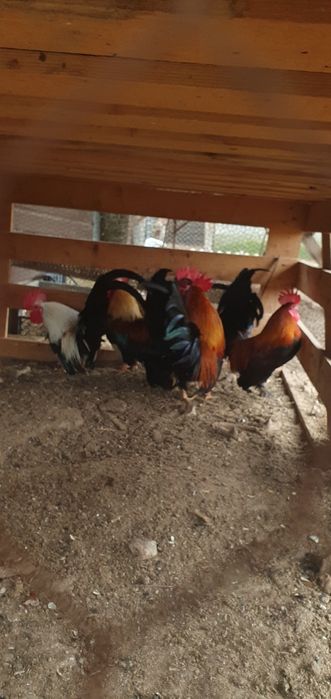 Декоративни петлета