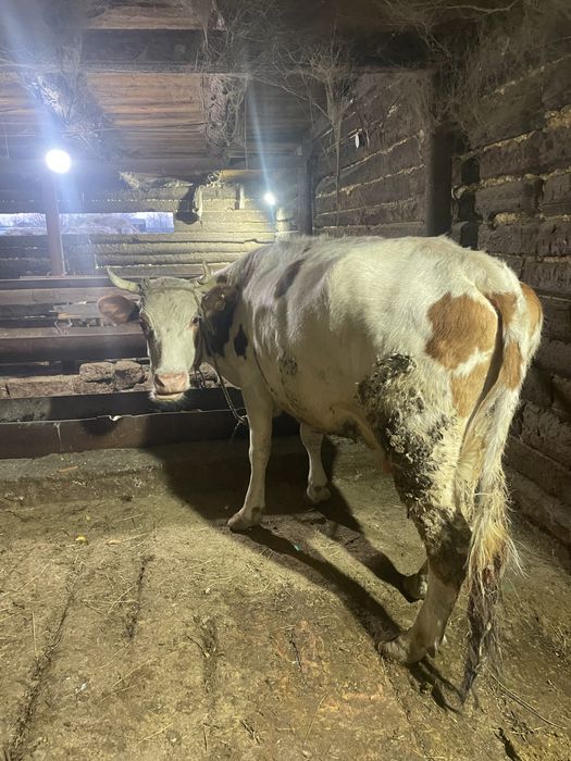 Сауынды сиыр сатылады