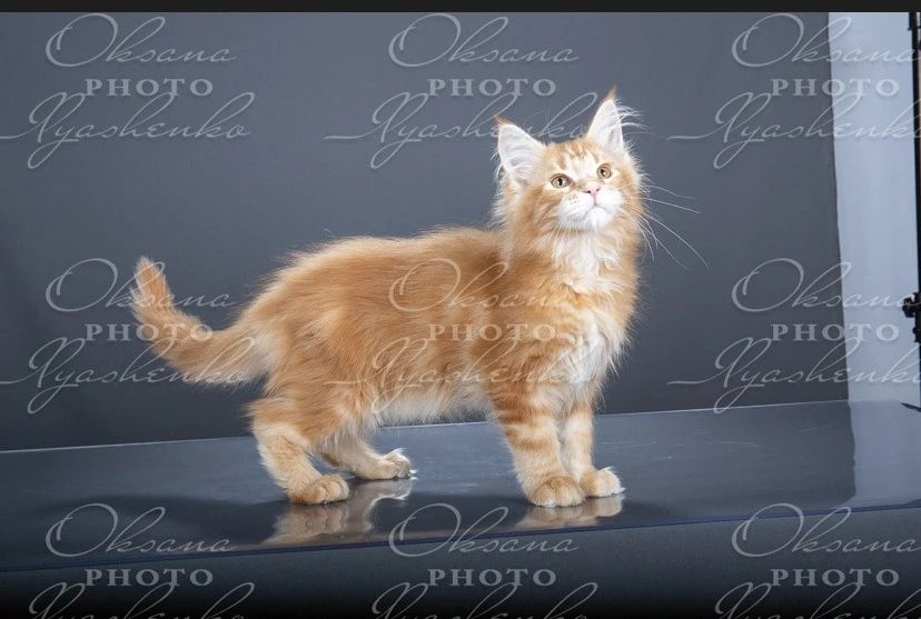 Мэйн кун котята 3 мес продам