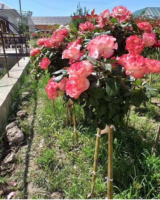 Декоративные розы