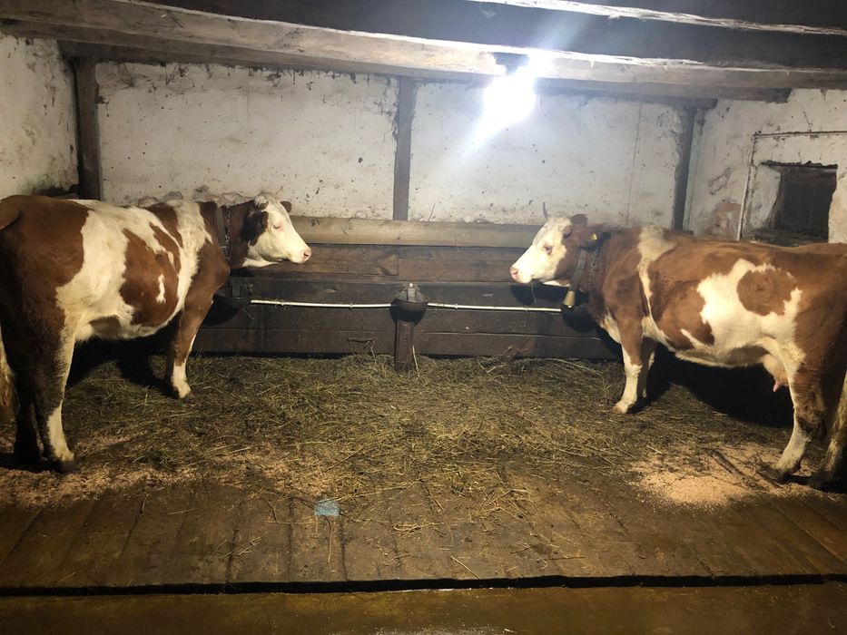 Vând 2 vaci cu vitei