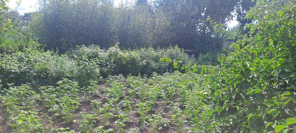 Продаётся дача. Черёмушки