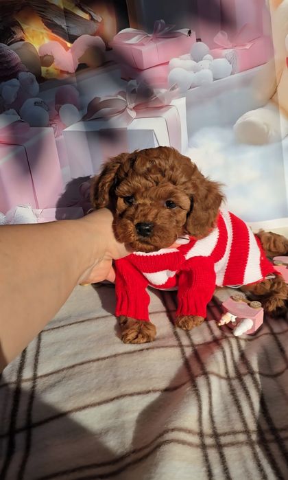 !РЕЗЕРВИРАНО!Пудел мини с родословие - 5 поколения назад