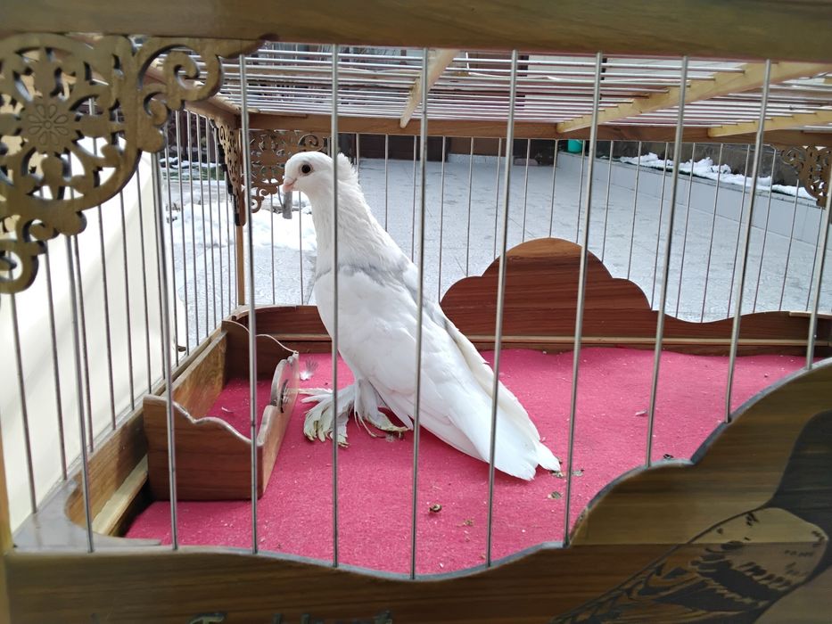 Голуби кабутарлар