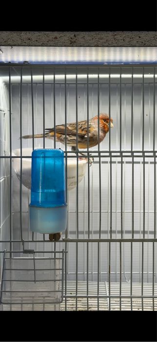 канарейка самец кенар