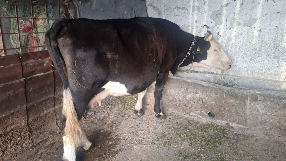 Vând vaca de taiat