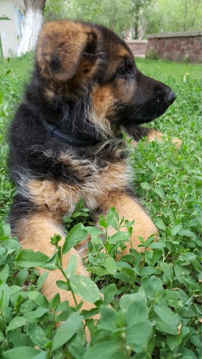 Щенки немецкой овчарки