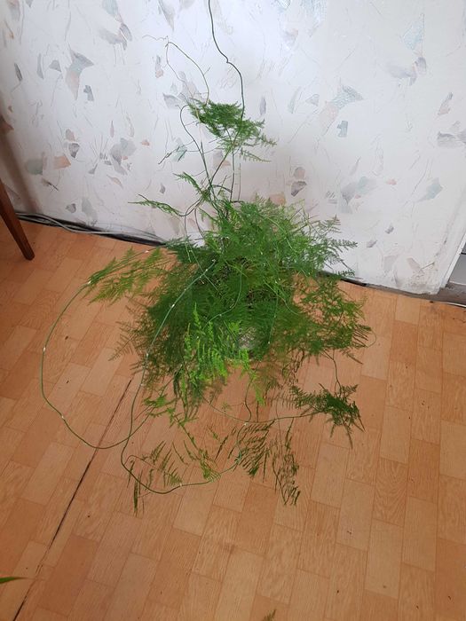 Стайно цвете в саксия юка