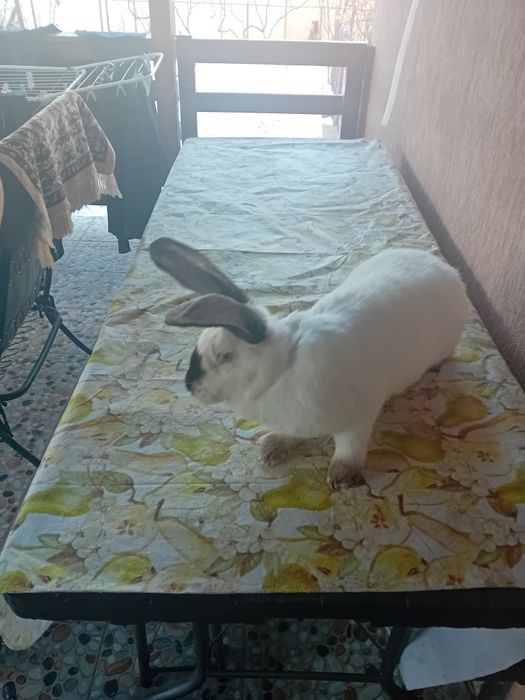 Iepuri urias transilvania