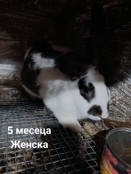 Продават се зайци мъжки и женски!