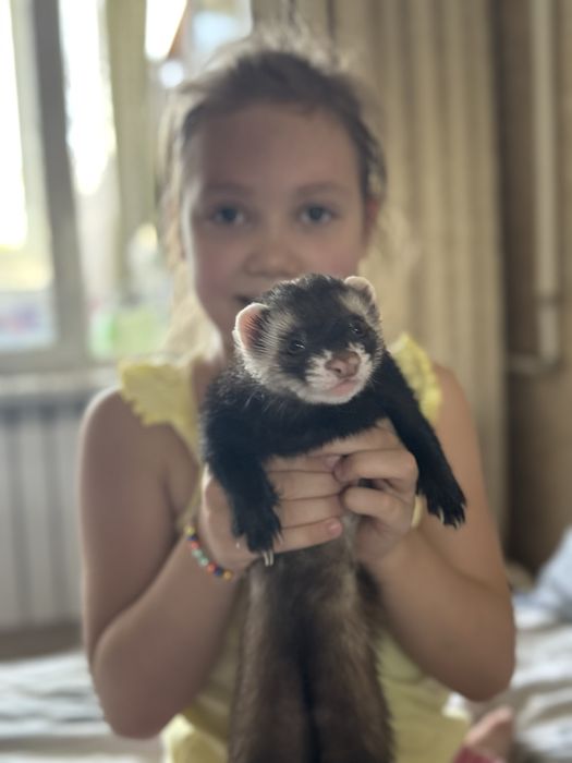 Домашний хорек, мальчик