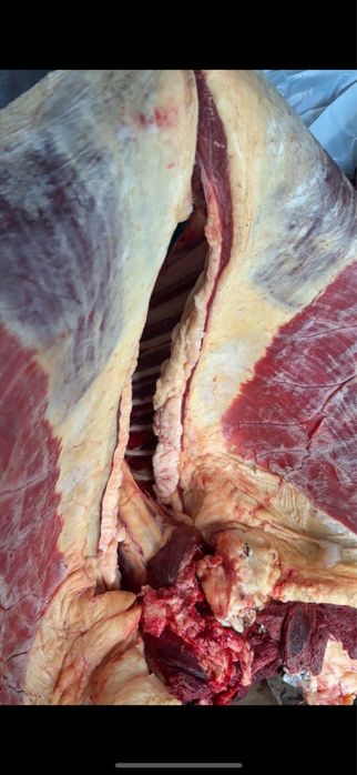 Ет ( мясо) конина!!