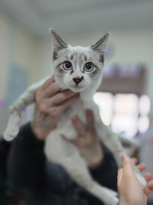 Котёнок ищет семью!