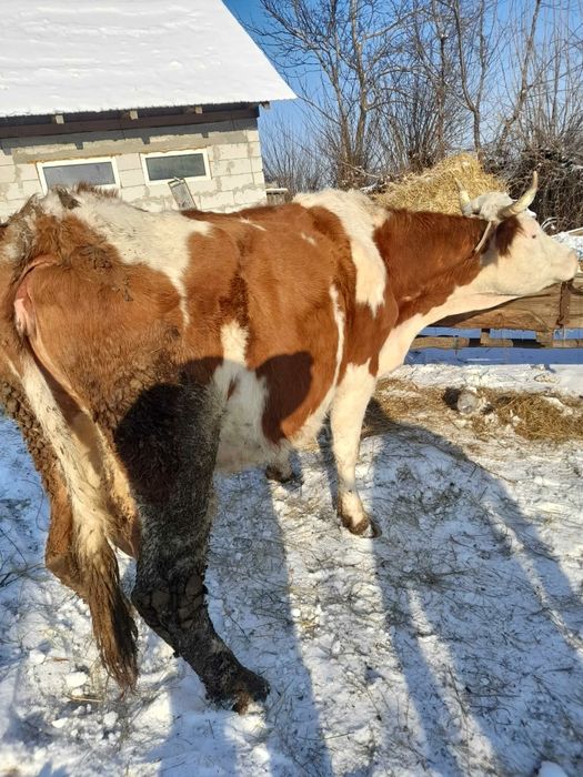 Vând vacă bălțată