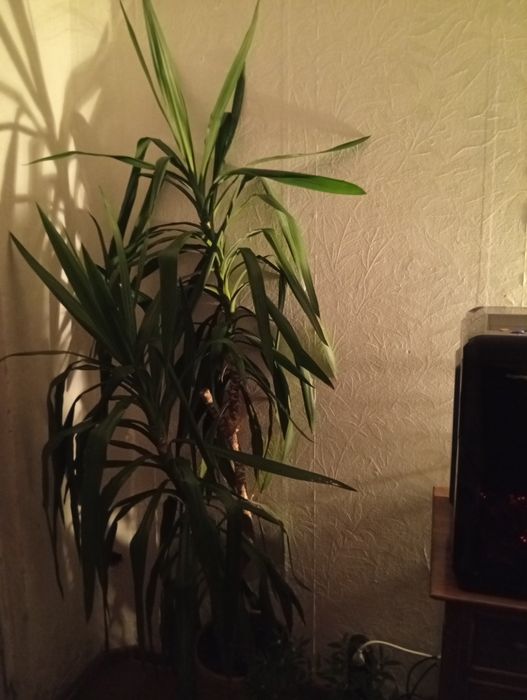 Палма Юка.Вечнозелено нецъвтящо растение.