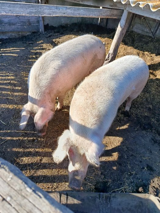 Свиноматки СКО Тимирязево