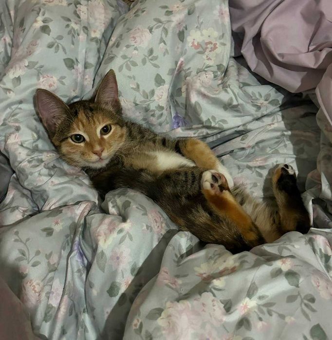 Пристраиваются кошечки. Домашние. Стерилизованные.