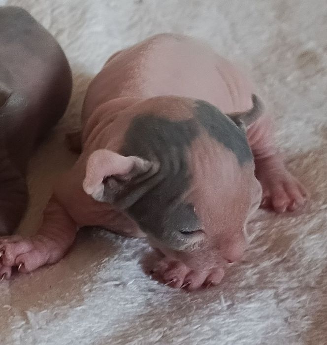 Продаются котята сфинксы