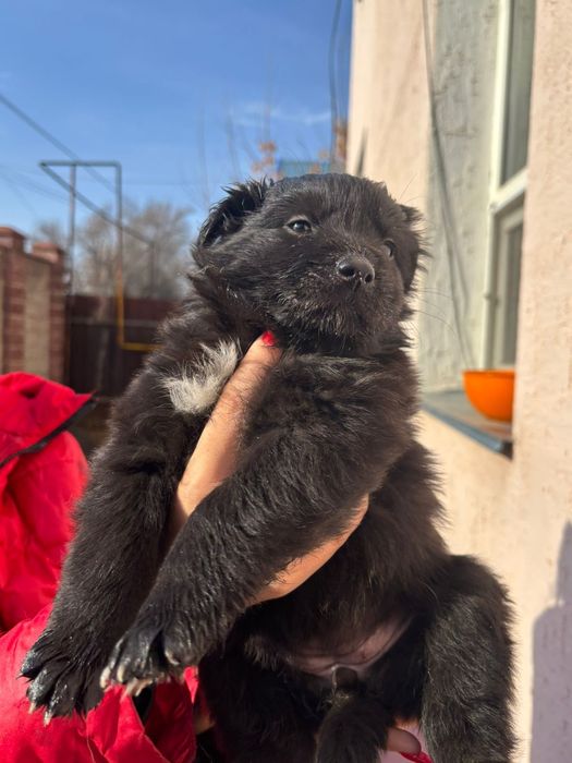 Отдам щенков  бесплатно