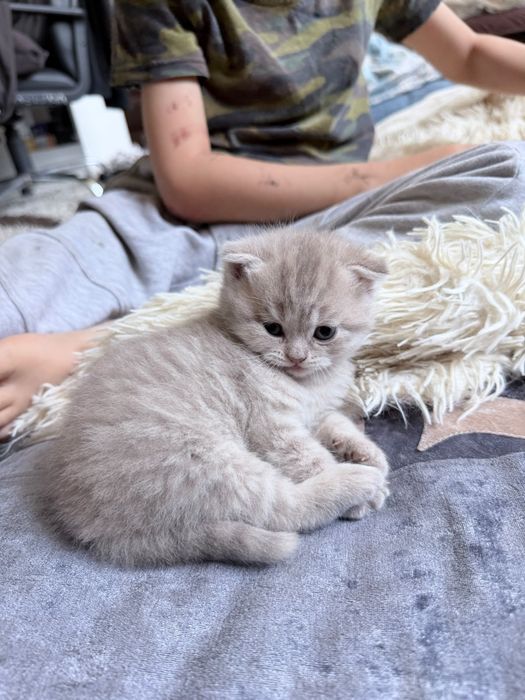 Продам породистых котят