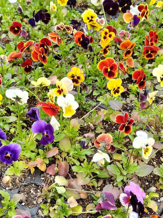 Продавам теменужки