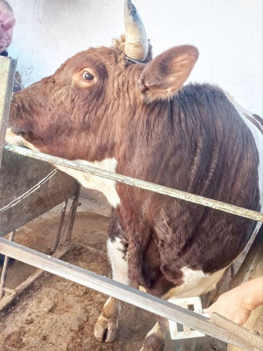 Hòkiz sotiladi taxminan 350  kilo gòshti bor  3 yosh