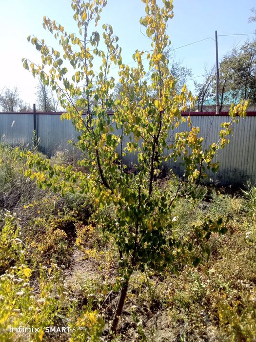 Дачный земельный участок городе