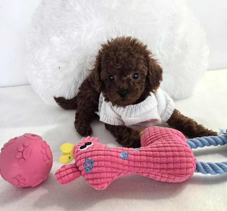 Пудел той Poodle toy с родословие чисти генетични тестове на родителите
